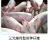 苗猪养殖广交天下朋友
