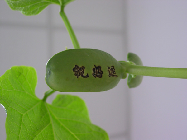 一种会说话的豆-爱情大魔豆-可加工不同字样-时