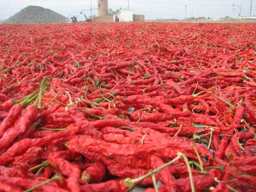陇县辣椒生产基地简介_kongzishuo