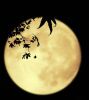月夜寄相思