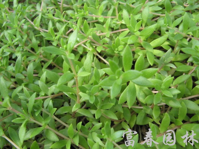 科名:景天科 crassulaceae  别名:狗牙齿,半支莲,三叶佛甲草,石指甲