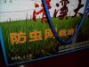 其次这是防虫网栽培的,就是用一张大网(网眼细得最小的害虫也钻不进,所以不用施肥)盖住田块生产.这张网面积为60亩.好大啊!