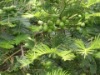 洛南秦岭观华项目建成后,将彻底打破“华山自古一条路”的神话,同时将揭开中国第一奇峰-华山的神秘面纱,系统展示“劈山救母”等神话传说的历史渊源。