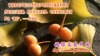 ��»ի�Ļ�