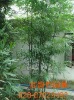 富韵竹
