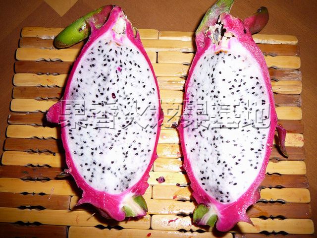 台湾优质、高产、耐寒火龙果苗_钟无艳