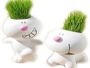  Grass head