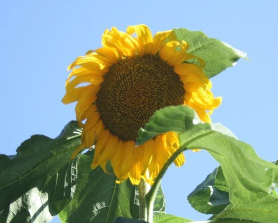 ��Աͷ��