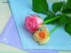shaixier�Ĳ���