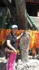 shanyingxin