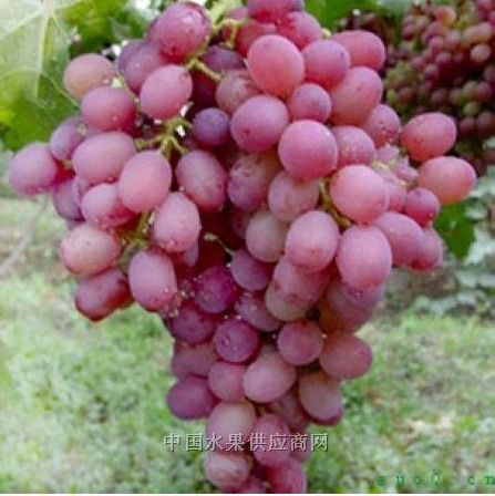 ��Աͷ��