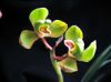 yuanhuading�Ĳ���