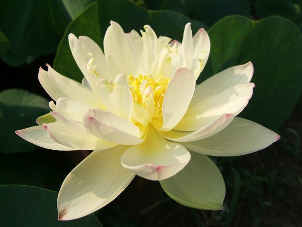 盆栽荷花观赏,一些品种