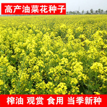 散裝油菜籽種子觀賞油菜花籽油菜花菜籽種子批發