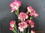供应鲜花---康乃馨,多头康乃馨,枝条长,花头好