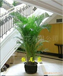 【济南柳泉鲜花】供应室内盆景散尾葵