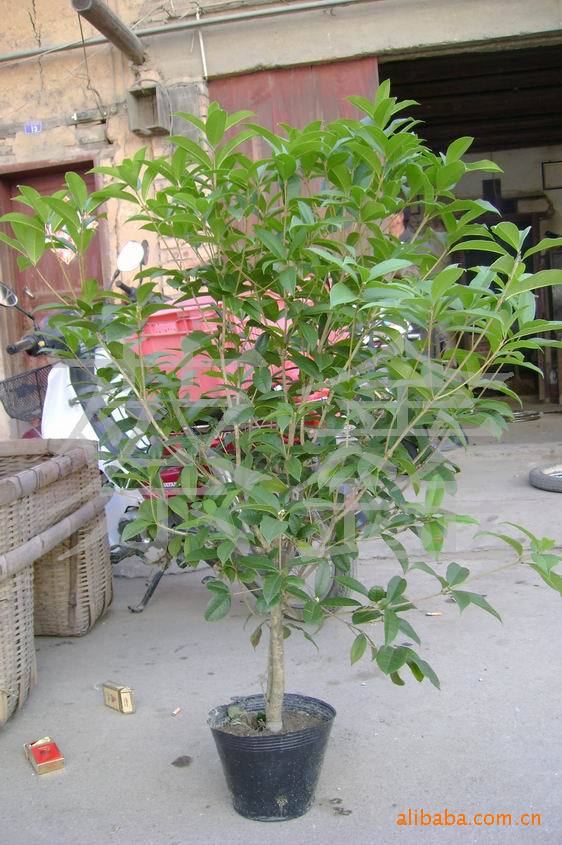 朱砂桂红桂花.图片_5