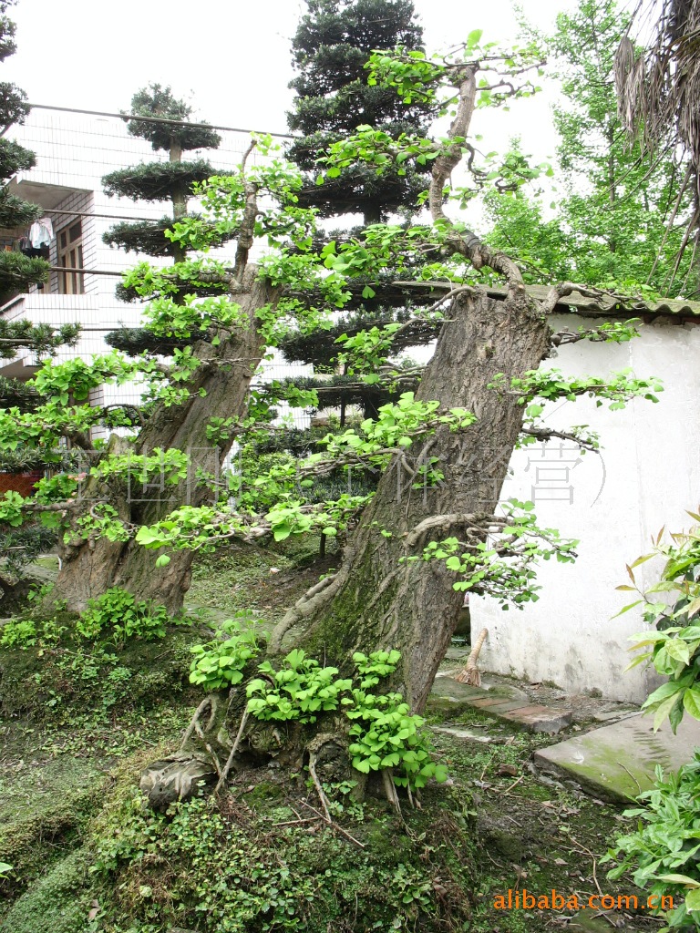 出售工程绿化苗木银杏造型树桩盆景