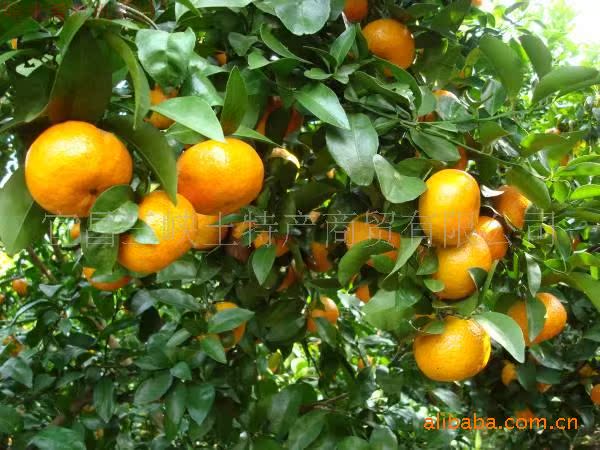 宜昌椪柑 新鲜水果-柑桔、橙、柚价格及生产销