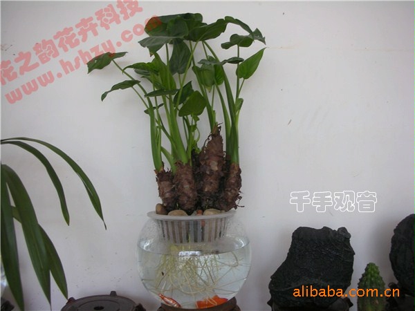 经典室内植物水养!【懒人植物】 <em>千手观音</em> - 农