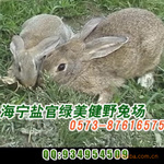 比利时兔养殖(点击首页看视频介绍)