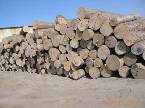 ;加工优质大量山樟木-原木价格及生产销售厂家