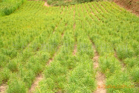 百合干\/无硫百合干\/甘肃特产】甘肃百合干\/无硫