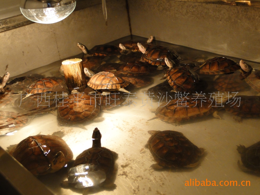 广西无公害越南石龟-鳖类价格及生产销售厂家