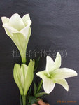 鲜花切花花卉鲜花批发鲜切花批发百合铁炮(图)