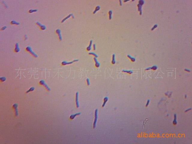 微生物学类白色念珠菌涂片 显微玻片标本 微生物标本