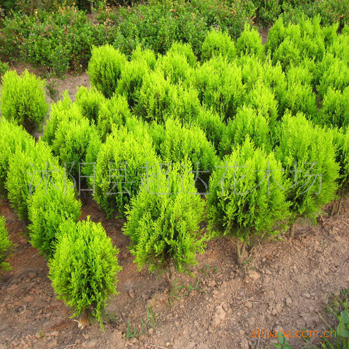 竹类植物 各种球类植物 彩色色块植物 地被植物 绿化工程苗木