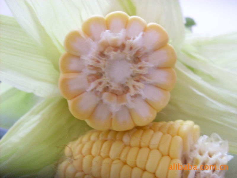 【供应进口超甜玉米种子 种苗】