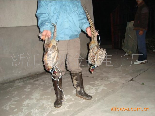 捕捉鸽子工具_鸽子笼子图片大全_鸽子怎么画_烧烤 ...