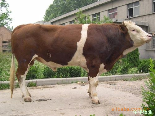 【西门塔尔肉牛】南方适合养殖的肉牛品种—西门塔尔牛
