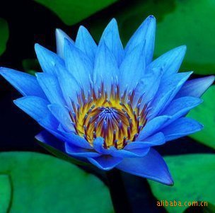 水生植物种子-碗莲种子- 蓝月
