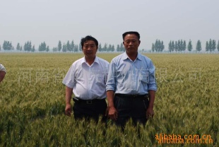 周22号高产量小麦