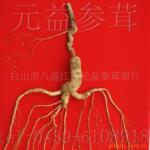 长白山移山参,长白山地区,品质保证带检证