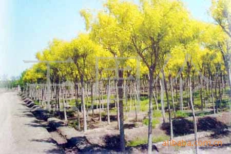 供应大量矮接、高接金叶榆和金叶槐等绿化苗木。