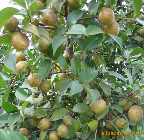 低价出售红花油茶,湘林210系列红花油茶