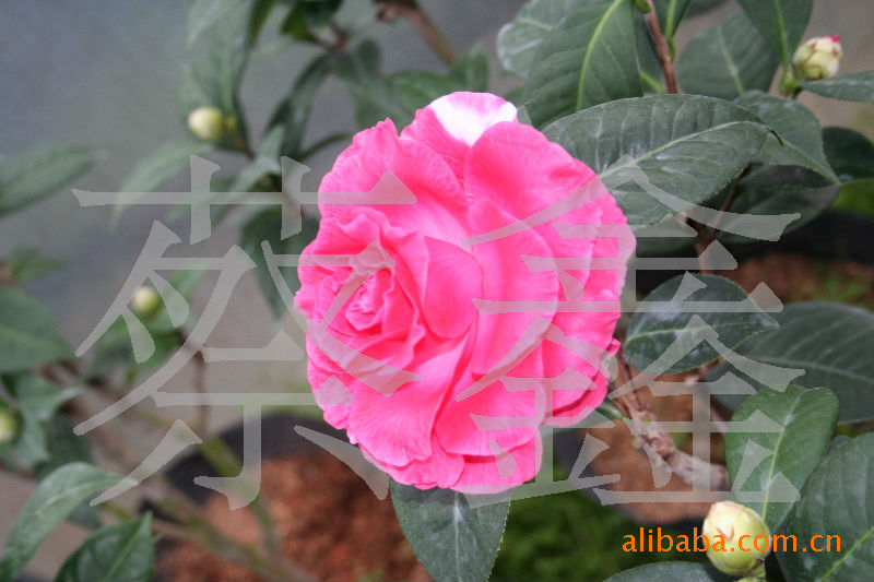 230元特卖-进口茶花皱叶奇花(图)
