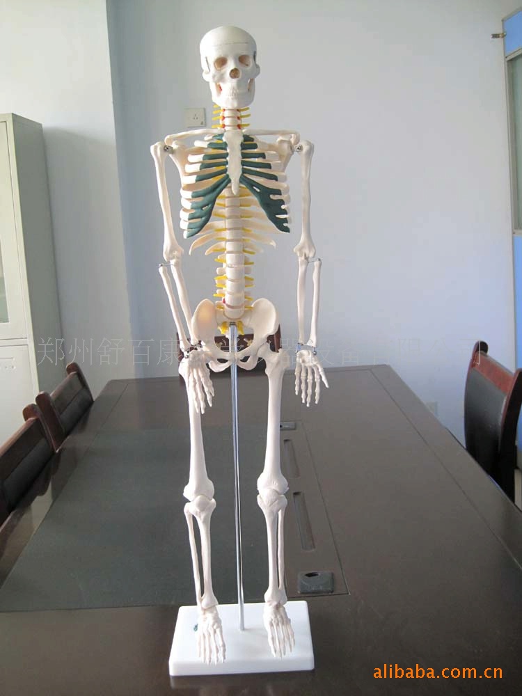 全身人体骨骼模型170cm 人体骨骼模型人体骨架