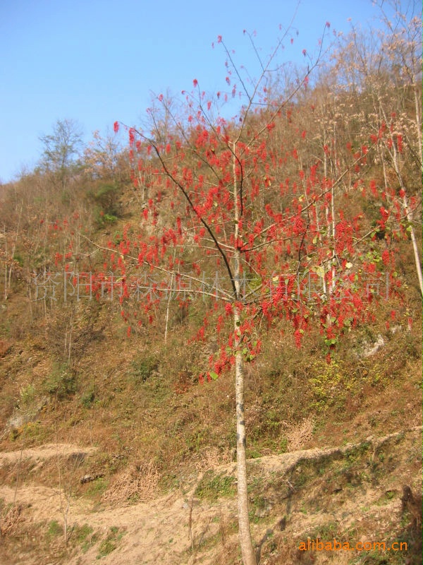 可再生能源----新树种——(毛叶)山桐子产业化技术输出和咨询