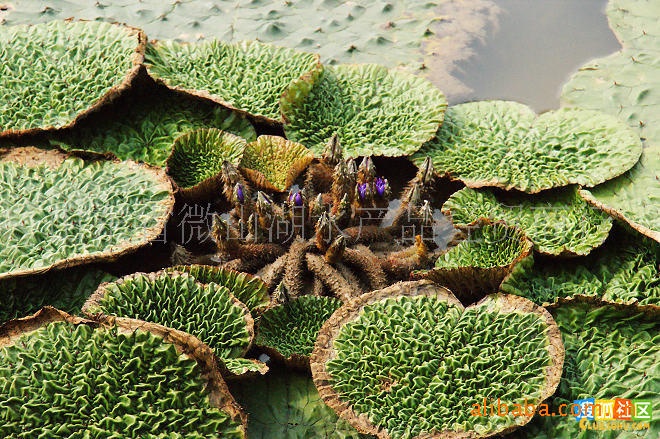产地供应高产芡实种子鸡头种子