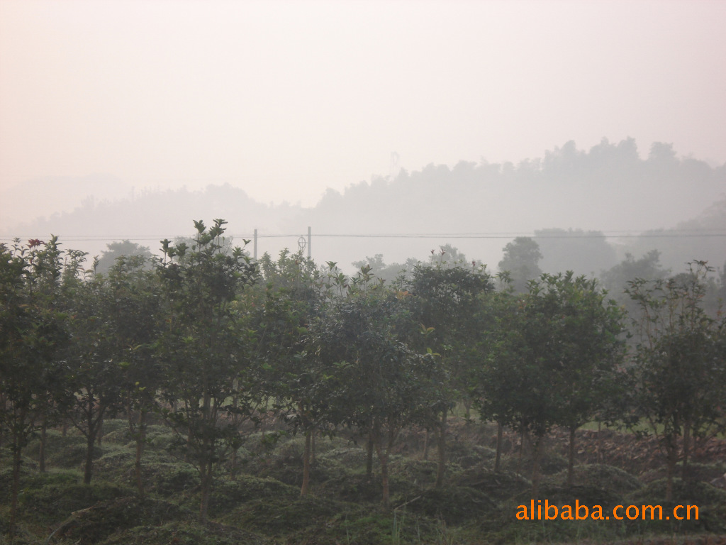 金华供应红叶石楠,桂花,香樟,无患子。 _ 金华供