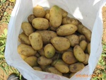 高抗AYXS病毒脱毒原一代子 /土豆种子首选/抗病高产奇山土豆