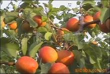 供应金太阳杏树   红丰杏凯特等品种杏树 优质热卖银杏小苗