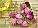 ������Ӧ�������ڷ�õ��ǧҶõ�� õ�廨��