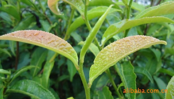 厂价批发普洱紫芽茶生茶七子饼