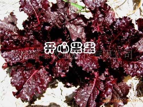 蔬菜种子批发 欧洲红叶生菜种子 紫叶生菜 20克装