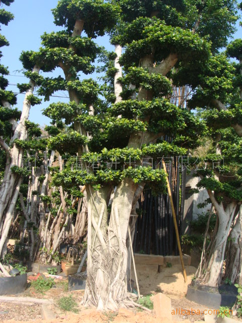 福建漳州树桩榕树盆景批发